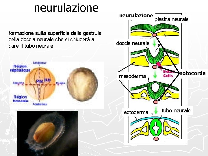 neurulazione formazione sulla superficie della gastrula della doccia neurale che si chiuderà a dare
