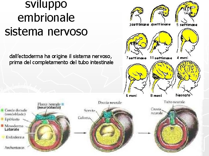 sviluppo embrionale sistema nervoso dall’ectoderma ha origine il sistema nervoso, prima del completamento del