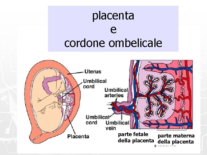 placenta e cordone ombelicale parte fetale parte materna della placenta 