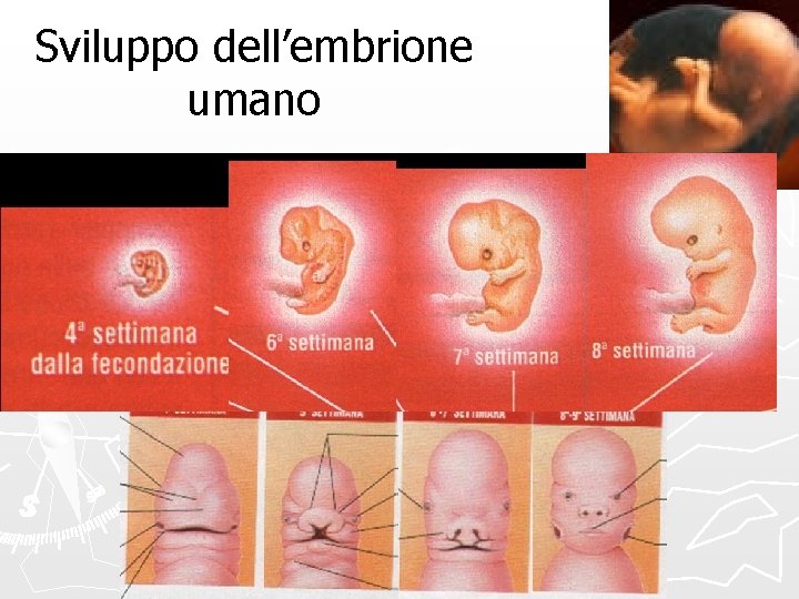 Sviluppo dell’embrione umano 