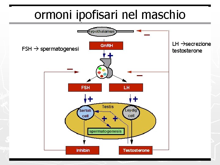 ormoni ipofisari nel maschio FSH spermatogenesi LH secrezione testosterone 