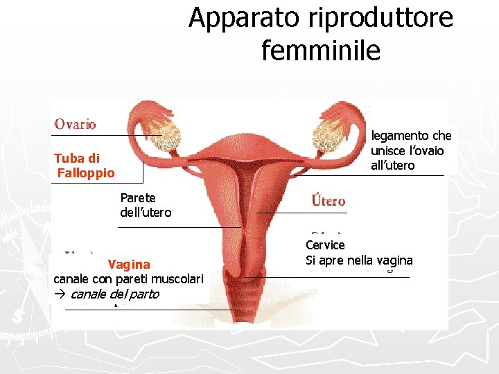 Apparato riproduttore femminile legamento che unisce l’ovaio all’utero Tuba di Falloppio Parete dell’utero Vagina