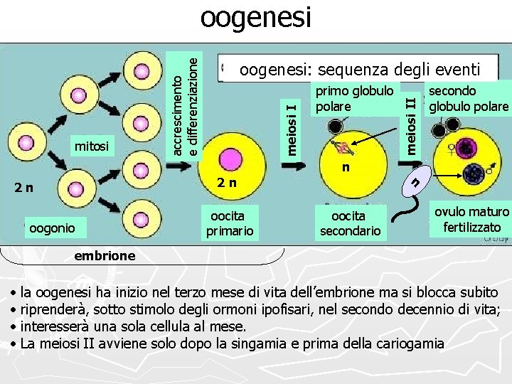 primo globulo polare n 2 n 2 n oogonio oocita primario oocita secondario meiosi