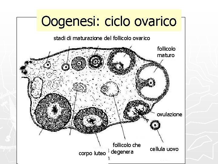 Oogenesi: ciclo ovarico stadi di maturazione del follicolo ovarico follicolo maturo ovulazione follicolo che