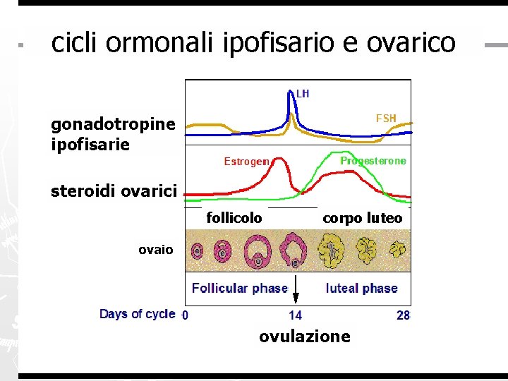 cicli ormonali ipofisario e ovarico gonadotropine ipofisarie steroidi ovarici follicolo corpo luteo ovaio ovulazione