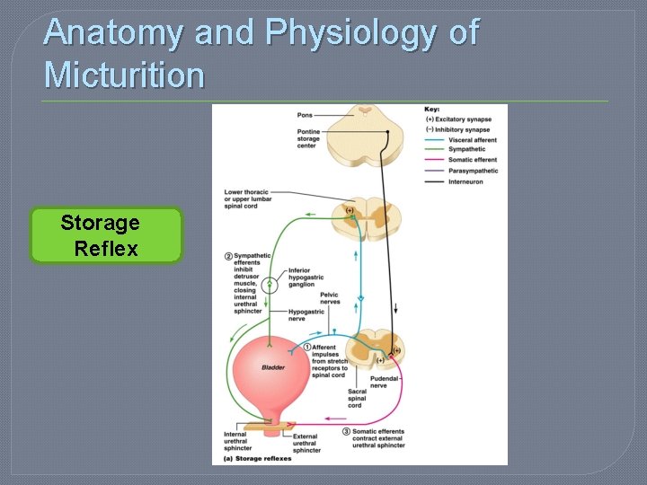 Anatomy and Physiology of Micturition Storage Reflex 