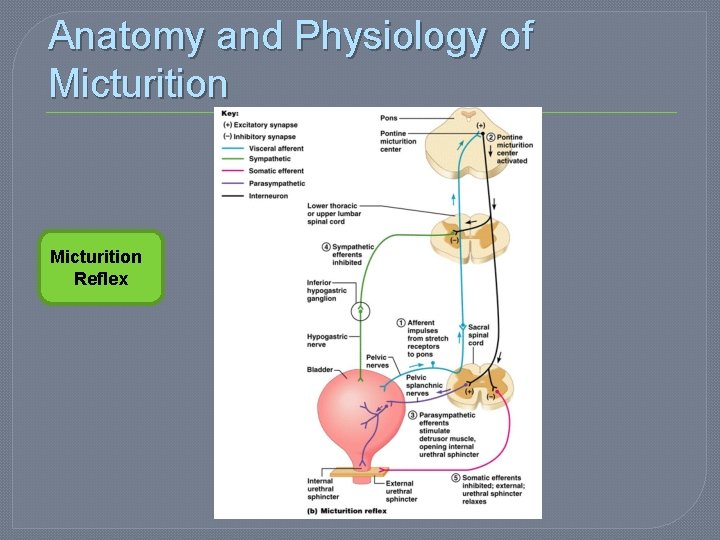 Anatomy and Physiology of Micturition Reflex 