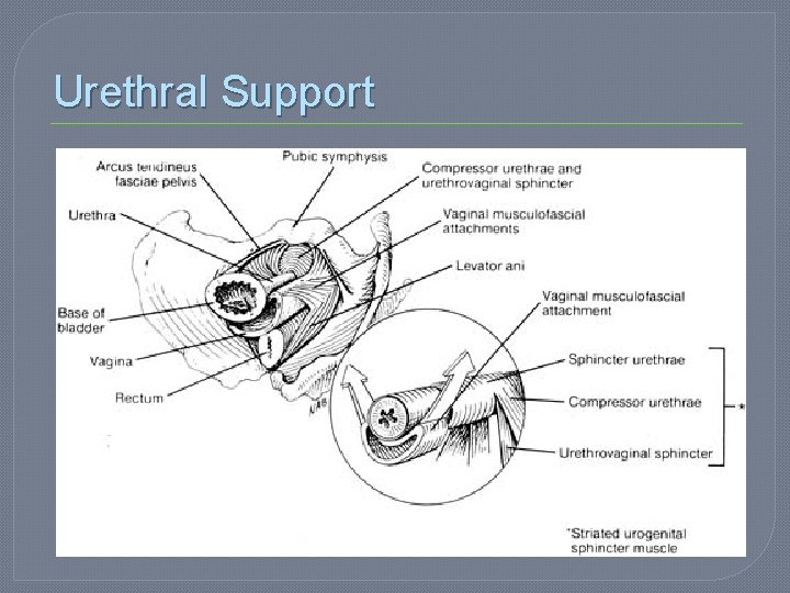 Urethral Support 