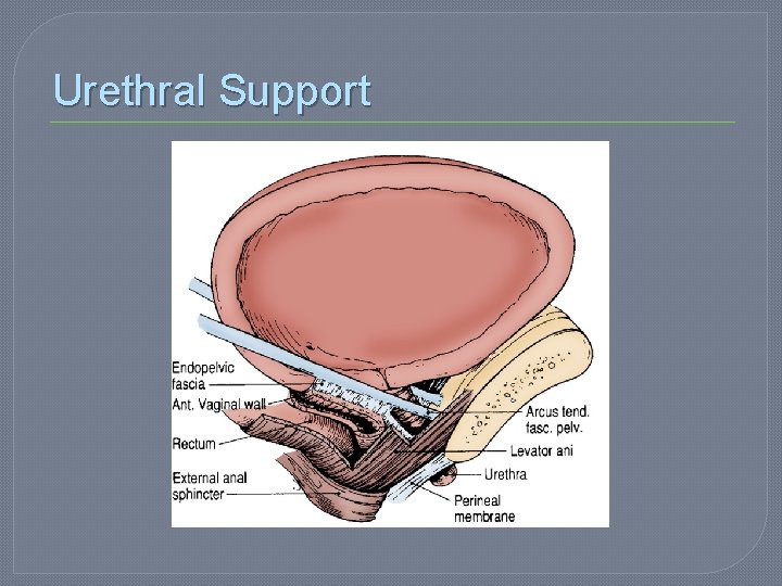 Urethral Support 