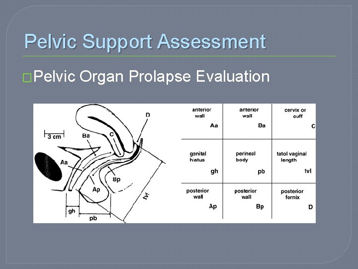 Pelvic Support Assessment �Pelvic Organ Prolapse Evaluation 