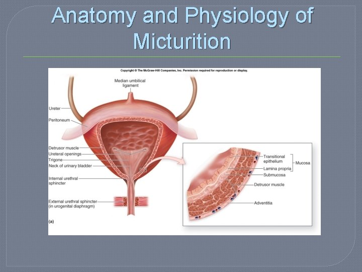 Anatomy and Physiology of Micturition 