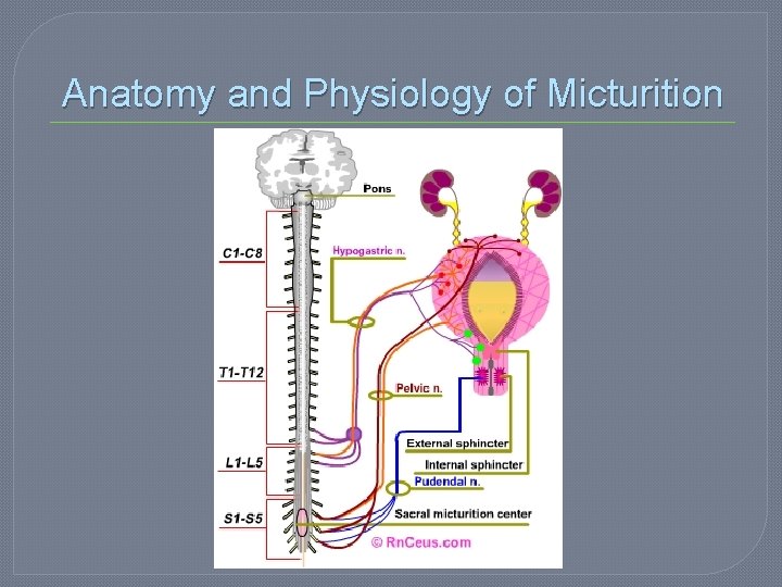 Anatomy and Physiology of Micturition 