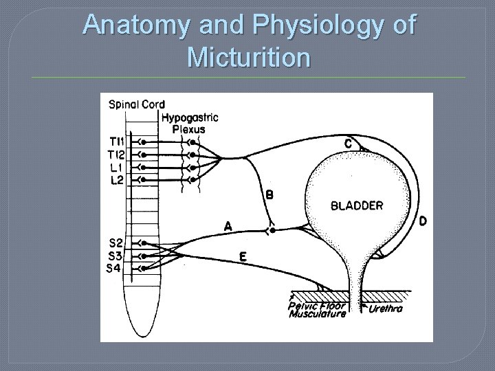 Anatomy and Physiology of Micturition 