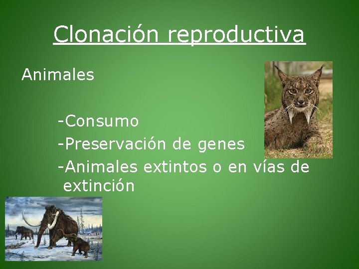 Clonación reproductiva Animales -Consumo -Preservación de genes -Animales extintos o en vías de extinción