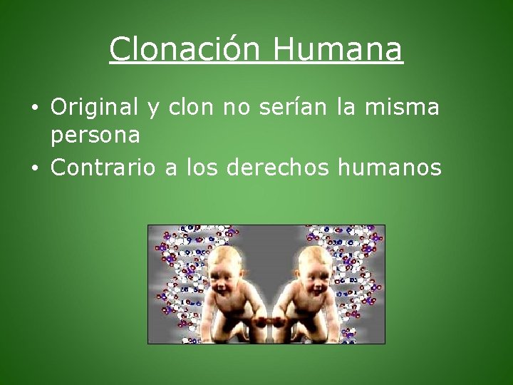 Clonación Humana • Original y clon no serían la misma persona • Contrario a