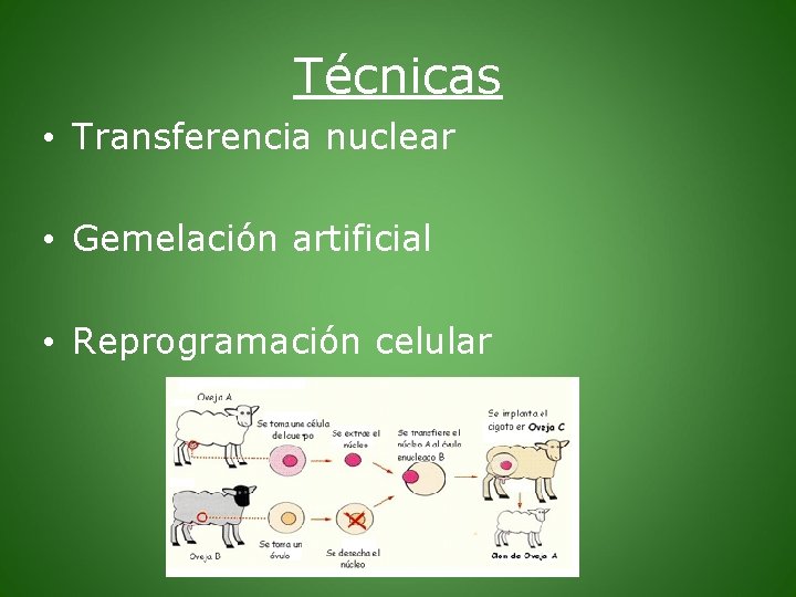 Técnicas • Transferencia nuclear • Gemelación artificial • Reprogramación celular 
