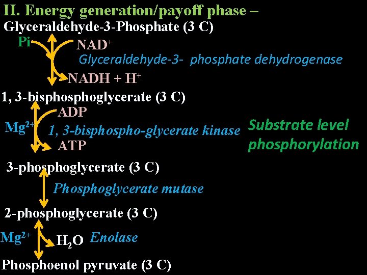 II. Energy generation/payoff phase – Glyceraldehyde-3 -Phosphate (3 C) Pi NAD+ Glyceraldehyde-3 - phosphate