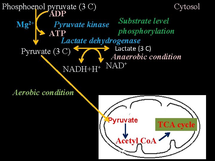 Cytosol Phosphoenol pyruvate (3 C) ADP Pyruvate kinase Substrate level Mg 2+ phosphorylation ATP