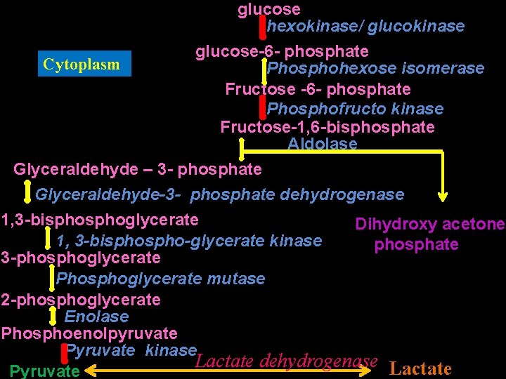 glucose hexokinase/ glucokinase glucose-6 - phosphate Cytoplasm Phosphohexose isomerase Fructose -6 - phosphate Phosphofructo