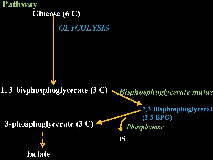 Pathway Glucose (6 C) GLYCOLYSIS 1, 3 -bisphoglycerate (3 C) 3 -phosphoglycerate (3 C)