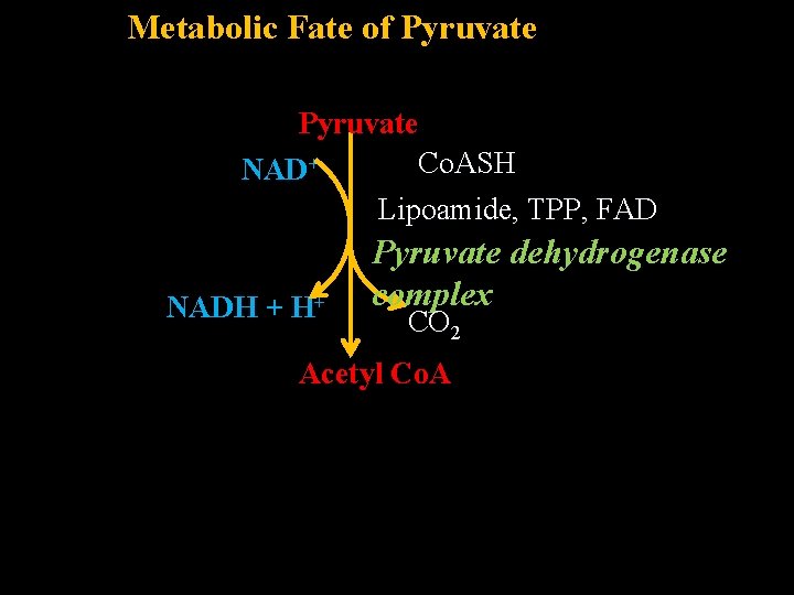 Metabolic Fate of Pyruvate Co. ASH NAD+ Lipoamide, TPP, FAD NADH + H+ Pyruvate