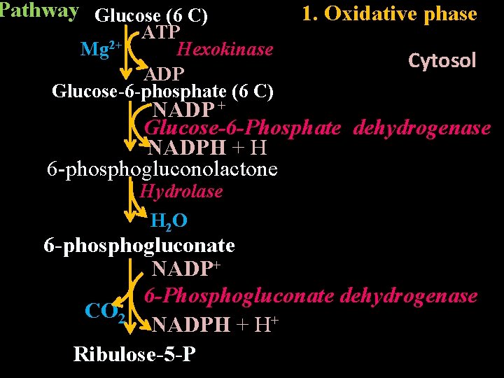 Pathway Glucose (6 C) ATP Mg 2+ Hexokinase ADP Glucose-6 -phosphate (6 C) 1.