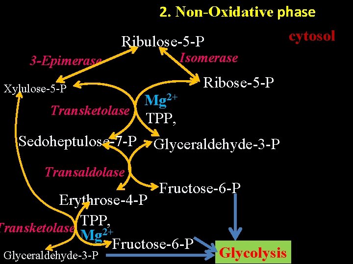 2. Non-Oxidative phase cytosol Ribulose-5 -P 3 -Epimerase Isomerase Ribose-5 -P Xylulose-5 -P Mg