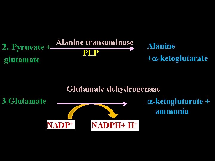Alanine transaminase 2. Pyruvate + PLP glutamate Alanine + -ketoglutarate Glutamate 3. Glutamate dehydrogenase