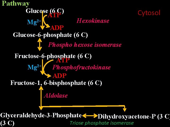 Pathway Glucose (6 C) ATP Hexokinase Mg 2+ ADP Glucose-6 -phosphate (6 C) Phospho