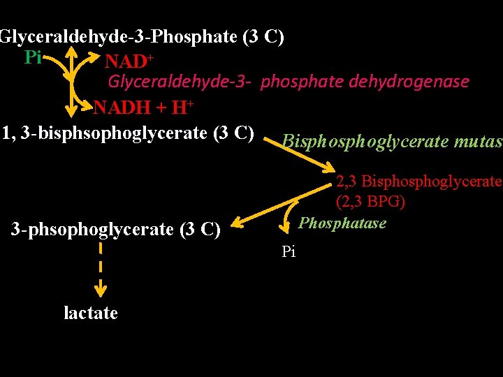 Glyceraldehyde-3 -Phosphate (3 C) Pi NAD+ Glyceraldehyde-3 - phosphate dehydrogenase NADH + H+ 1,