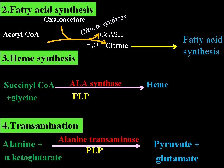 2. Fatty acid synthesis Oxaloacetate Acetyl Co. A se a h t syn ate