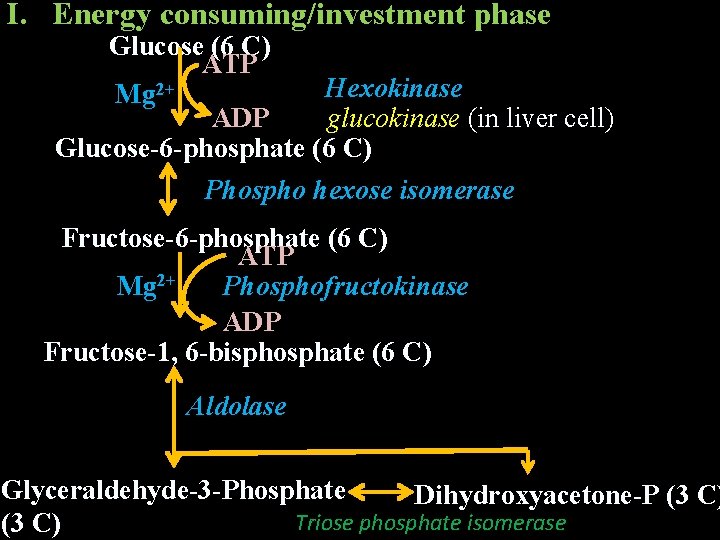 I. Energy consuming/investment phase Glucose (6 C) ATP Hexokinase Mg 2+ ADP glucokinase (in