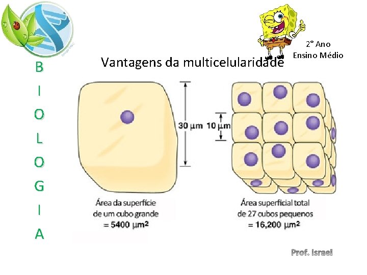 B I O L O G I A Vantagens da multicelularidade 2° Ano Ensino