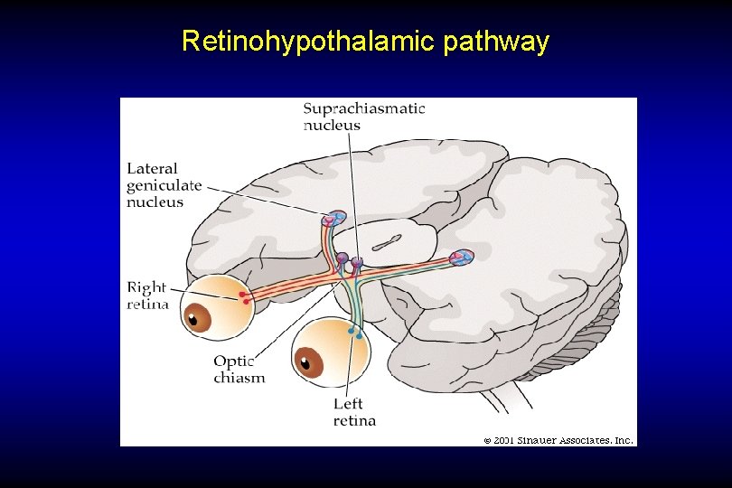 Retinohypothalamic pathway 