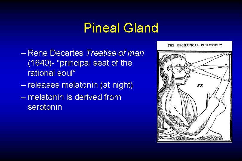 Pineal Gland – Rene Decartes Treatise of man (1640)- “principal seat of the rational