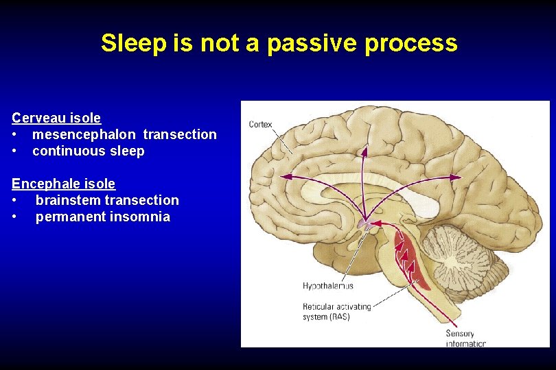 Sleep is not a passive process Cerveau isole • mesencephalon transection • continuous sleep