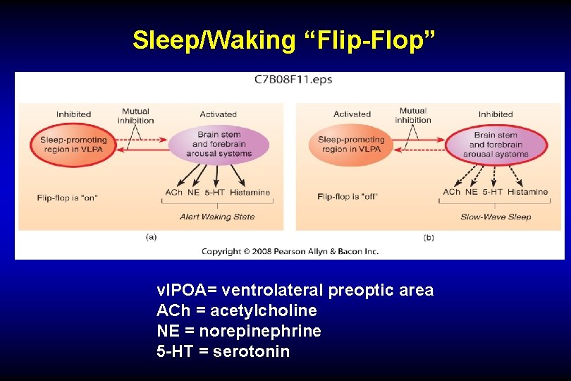 Sleep/Waking “Flip-Flop” vl. POA= ventrolateral preoptic area ACh = acetylcholine NE = norepinephrine 5