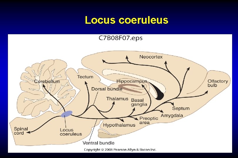 Locus coeruleus 