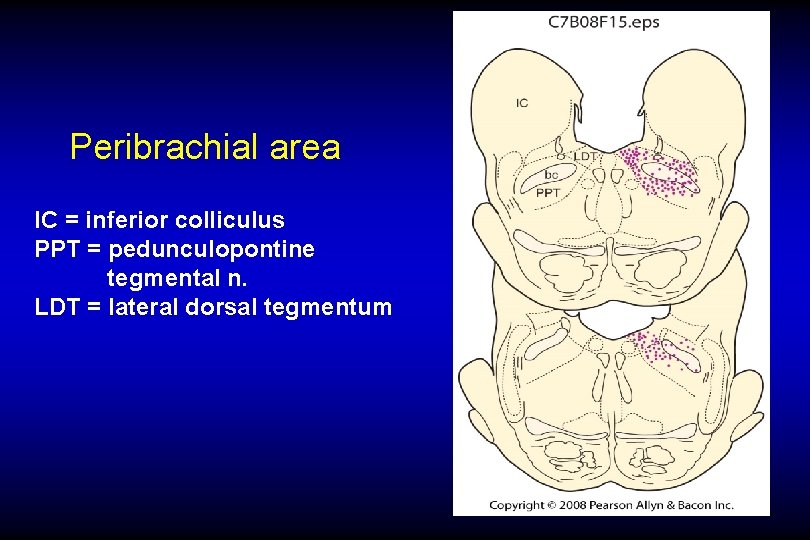 Peribrachial area IC = inferior colliculus PPT = pedunculopontine tegmental n. LDT = lateral