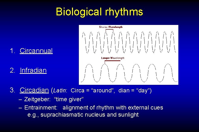 Biological rhythms 1. Circannual 2. Infradian 3. Circadian (Latin: Circa = “around”, dian =