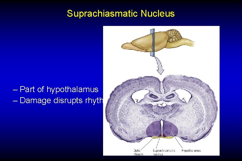 Suprachiasmatic Nucleus – Part of hypothalamus – Damage disrupts rhythm. 