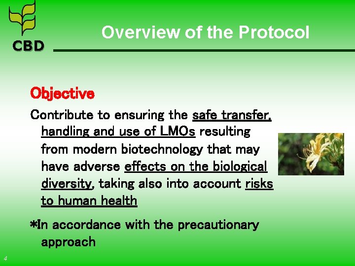 CBD Overview of the Protocol Objective Contribute to ensuring the safe transfer, handling and