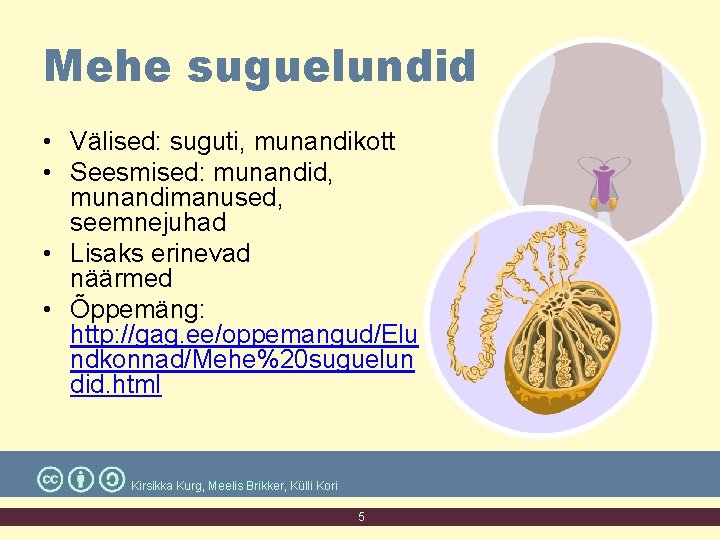 Mehe suguelundid • Välised: suguti, munandikott • Seesmised: munandid, munandimanused, seemnejuhad • Lisaks erinevad Mehe suguelundid • Välised: suguti, munandikott • Seesmised: munandid, munandimanused, seemnejuhad • Lisaks erinevad