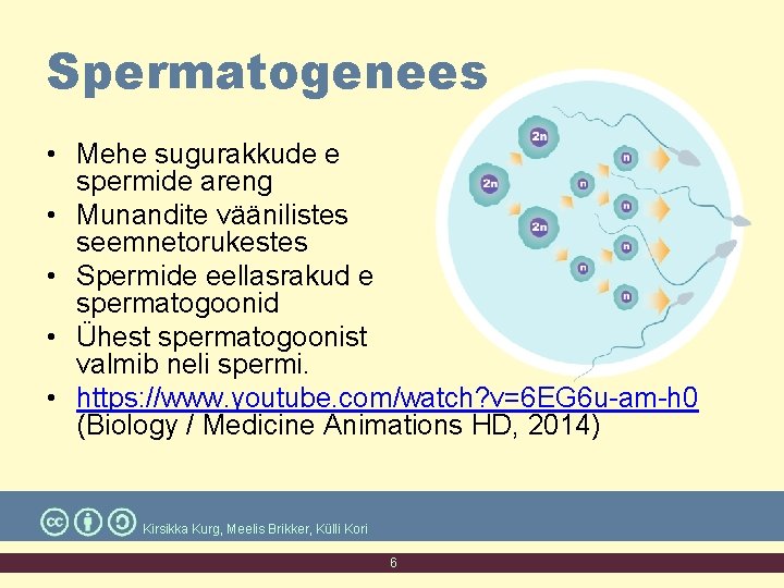 Spermatogenees • Mehe sugurakkude e spermide areng • Munandite väänilistes seemnetorukestes • Spermide eellasrakud