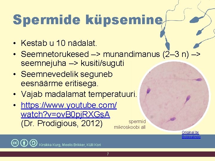 Spermide küpsemine • Kestab u 10 nädalat. • Seemnetorukesed –> munandimanus (2– 3 n) Spermide küpsemine • Kestab u 10 nädalat. • Seemnetorukesed –> munandimanus (2– 3 n)