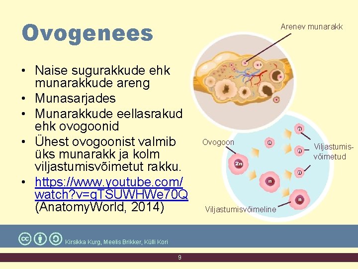 Ovogenees Arenev munarakk • Naise sugurakkude ehk munarakkude areng • Munasarjades • Munarakkude eellasrakud Ovogenees Arenev munarakk • Naise sugurakkude ehk munarakkude areng • Munasarjades • Munarakkude eellasrakud