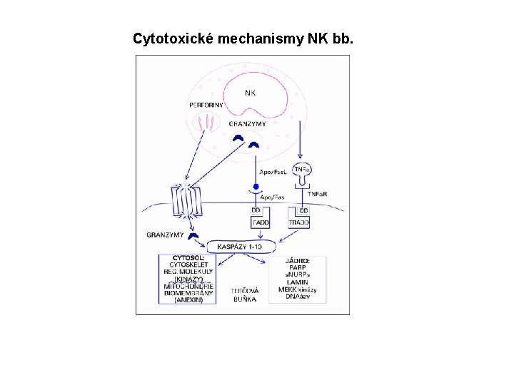 Cytotoxické mechanismy NK bb. 