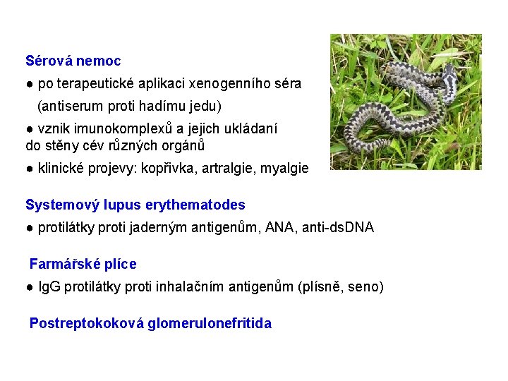 Sérová nemoc ● po terapeutické aplikaci xenogenního séra (antiserum proti hadímu jedu) ● vznik