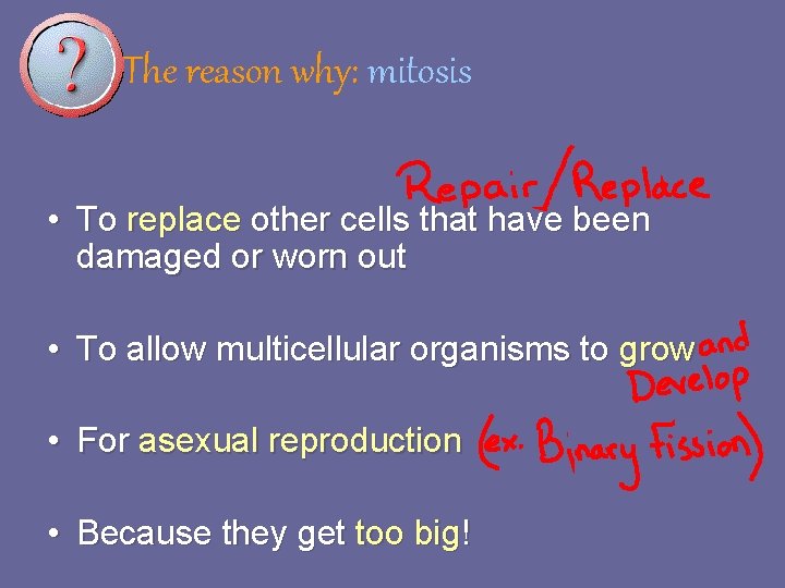 The reason why: mitosis • To replace other cells that have been damaged or