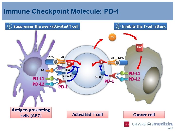 Immune Checkpoint Molecule: PD-1 ① Suppresses the over-activated T cell ② Inhibits the T-cell